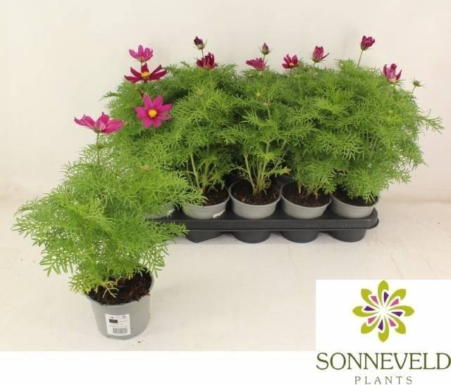 <h4>COSM BIP CASA VIOLET</h4>