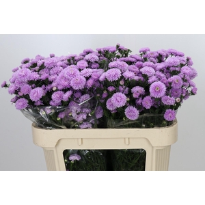 Aster Astee Pink Pearl