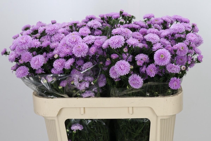 <h4>Aster Astee Pink Pearl</h4>