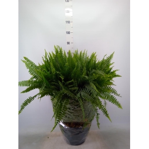 Nephrolepis exal. 'Green Lady'