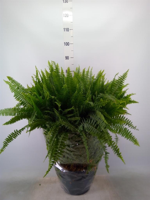 <h4>Nephrolepis exal. 'Green Lady'</h4>