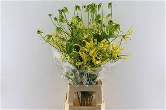 <h4>Gloriosa Rutea</h4>