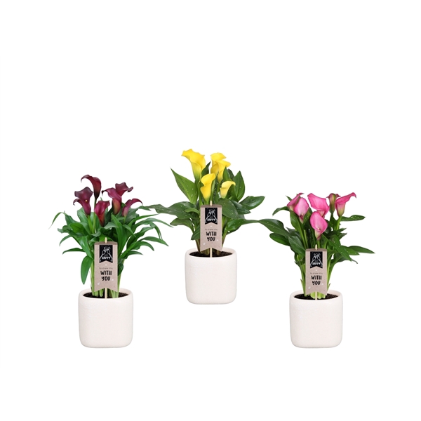 <h4>Zantedeschia gemengd Calla mix in Kubus keramiek</h4>