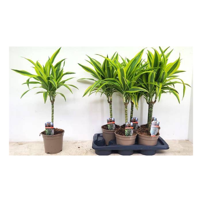 <h4>Dracaena fragrans Lemon Lime 17Ø 60cm 1pp</h4>