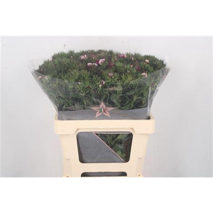 Di Barb Duchess 60cm