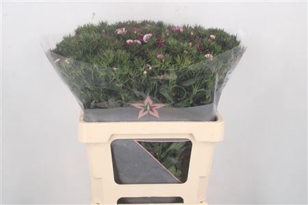 <h4>Di Barb Duchess 60cm</h4>