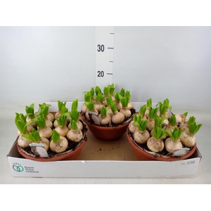 Hyacinthus orie. 'Pearl'  ...mix  3