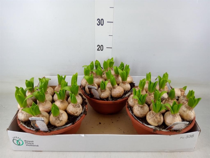 <h4>Hyacinthus orie. 'Pearl'  ...mix  3</h4>