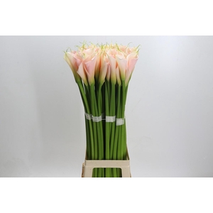 Zantedeschia Eydolls Salmon