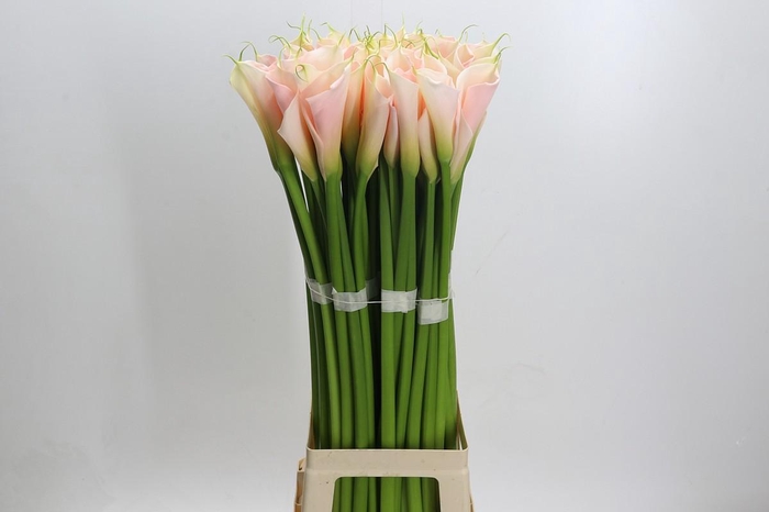 Zantedeschia Eydolls Salmon