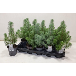 Pinus Silver Crest