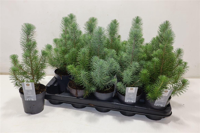 <h4>Pinus Silver Crest</h4>