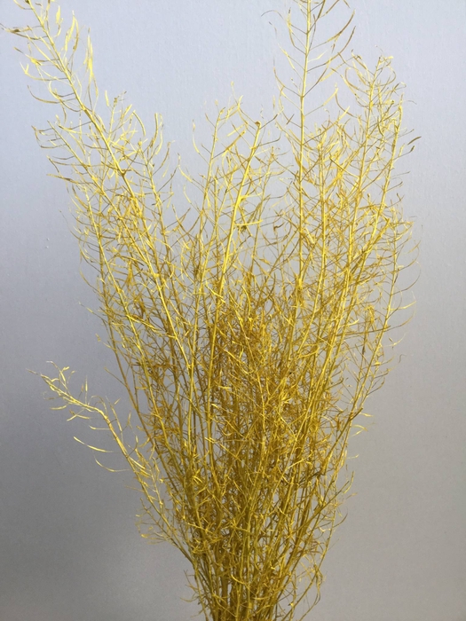 DRIED FLOWERS - GYPSUM STONE WASHED YELLOW