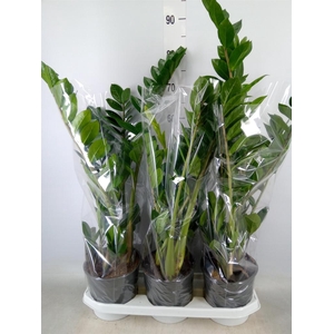 Zamioculcas zamiifolia