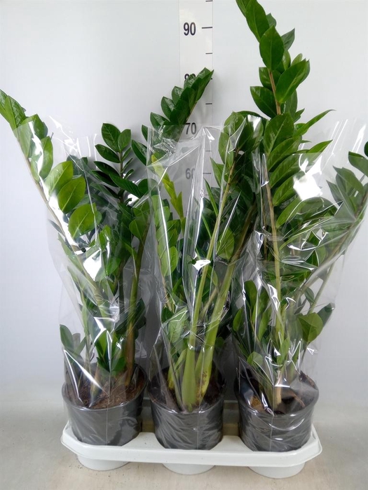 <h4>Zamioculcas zamiifolia</h4>