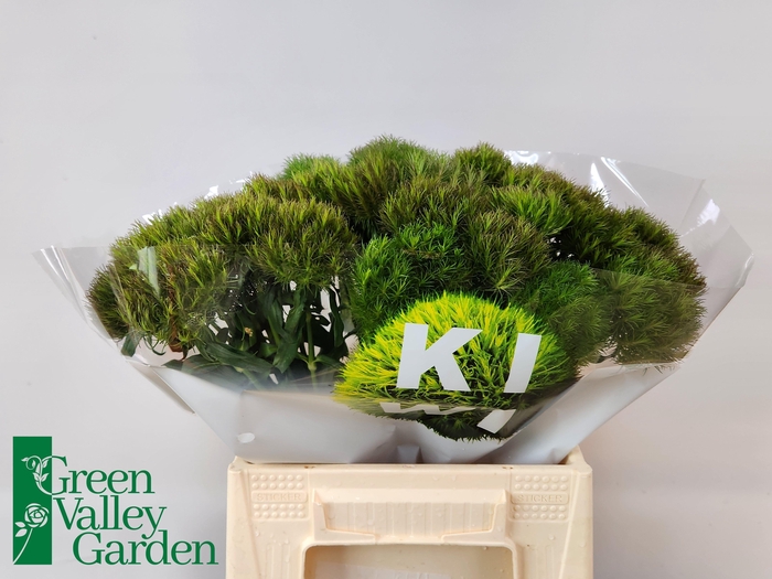 <h4>DI BARB KIWI MELLOW</h4>