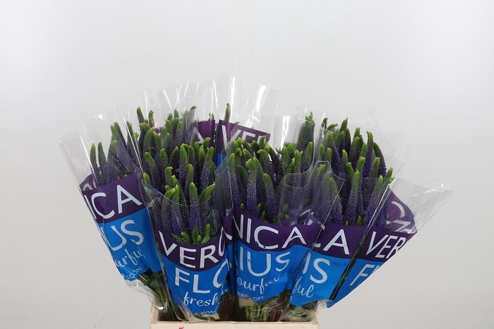 <h4>Veron Smart Diana</h4>