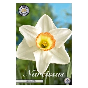 Narcissus Trumpet High Society x5 14/16