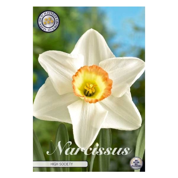 <h4>Narcissus Trumpet High Society x5 14/16</h4>