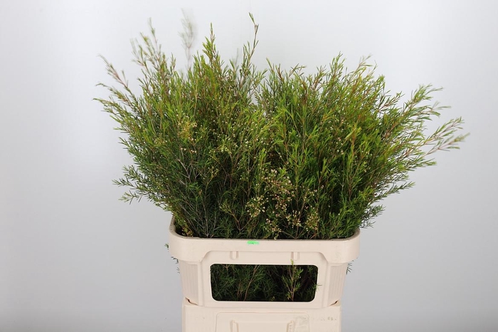 <h4>Chame Un Vega Blad</h4>