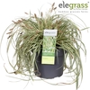 Carex hachijoensis Evergold