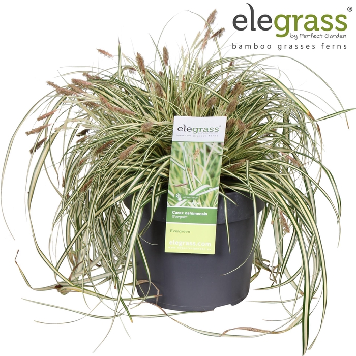 Carex hachijoensis Evergold