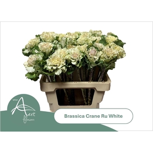 Brass Crane Ru White