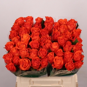 R GR ORANGE WAVE