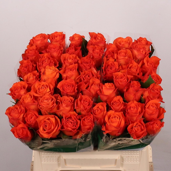 <h4>R GR ORANGE WAVE</h4>