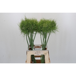 Allium Catweazle