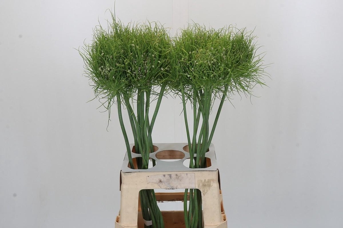 <h4>Allium Catweazle</h4>