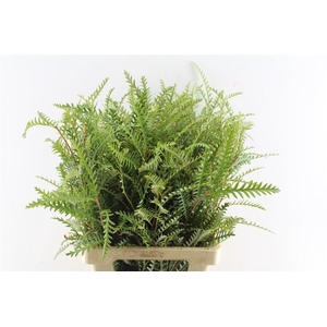 Grevilea Ivanhoe Groen