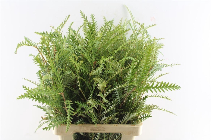 <h4>Grevilea Ivanhoe Groen</h4>