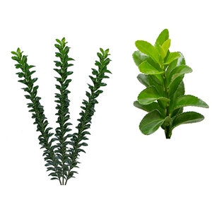 FOLH EUONYMUS 060 CM