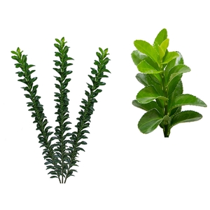 FOLHAGEM PORTUGUESA 070 CM