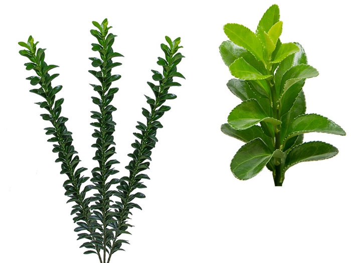 <h4>FOLH EUONYMUS 060 CM</h4>