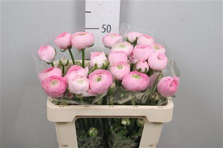 <h4>Ran Am Marshmallow</h4>