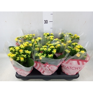 Kalanchoe blos. 'RosDon Amaril'