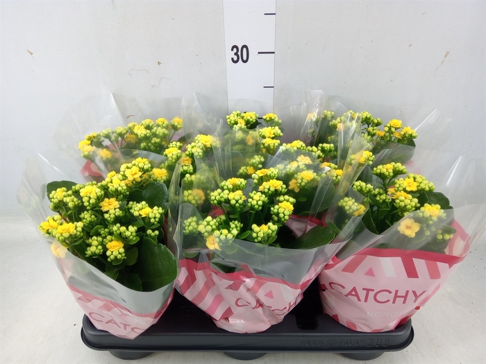 <h4>Kalanchoe blos. 'RosDon Amaril'</h4>