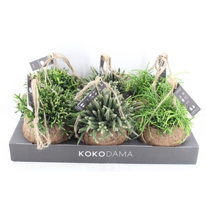 arr3 Kokoplant - Rhipsalis mix x6