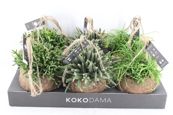<h4>arr3 Kokoplant - Rhipsalis mix x6</h4>