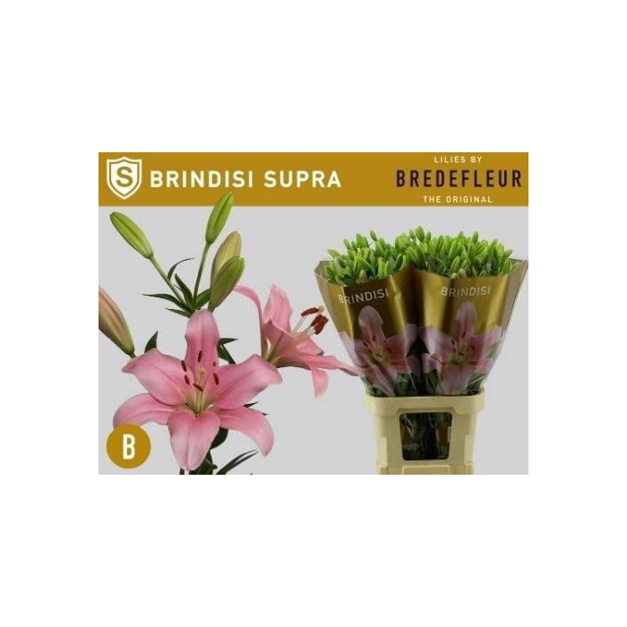 <h4>LI LA BRINDISI</h4>