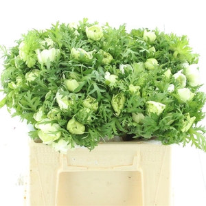 Anem Co Fstar P Whit Super