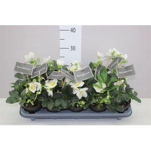 Helleborus Ni Winter Fleur 7+ Medium