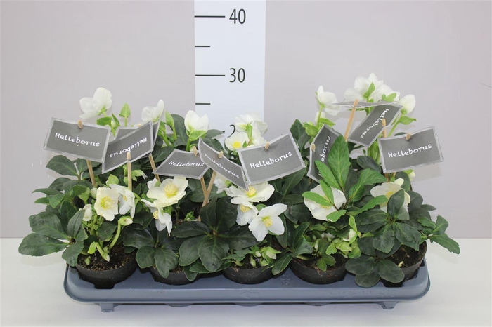 <h4>Helleborus Ni Winter Fleur 7+ Medium</h4>
