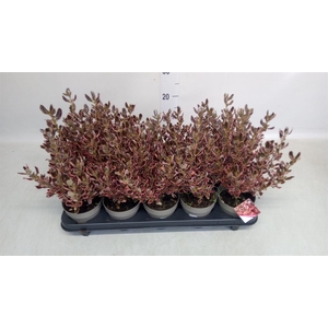 Coprosma repens