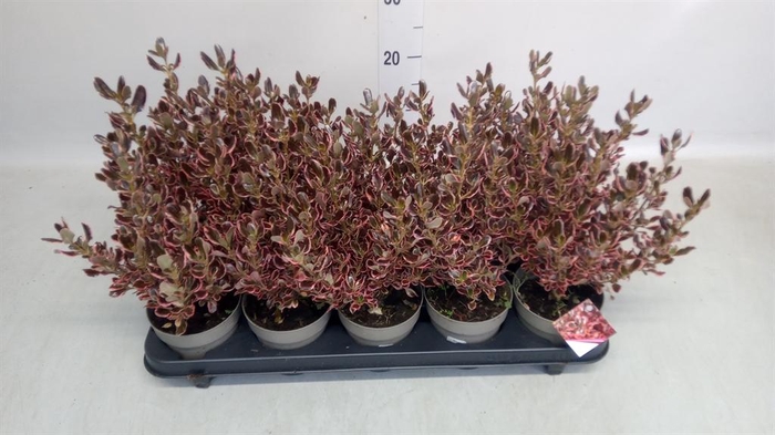 <h4>Coprosma repens</h4>