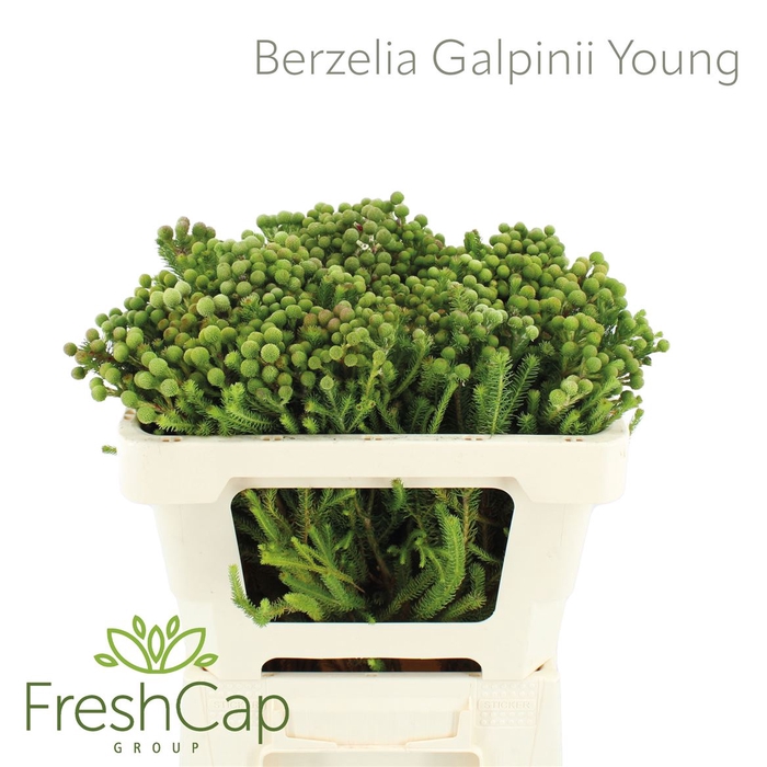 <h4>Berzelia Galpinii (baubles) Young</h4>