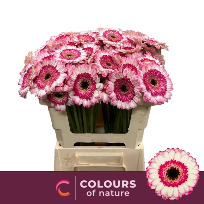 <h4>GE MI HAPPY HOUR</h4>