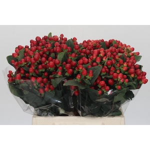 Hypericum True Romance